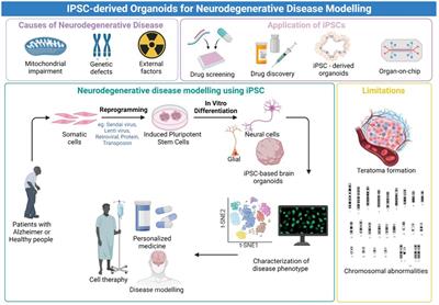 Development of brain organoid technology derived from iPSC for the neurodegenerative disease modelling: a glance through